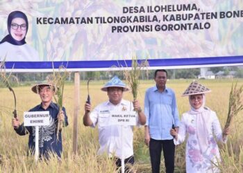 Gobel Bersama Gubernur Ehime Jepang Panen Padi dengan Pupuk Organik