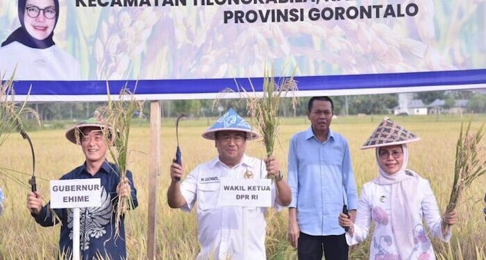 Gobel Bersama Gubernur Ehime Jepang Panen Padi dengan Pupuk Organik