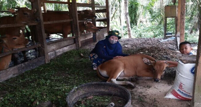 Selamatkan Sapi Bali dengan Pembibitan Terencana