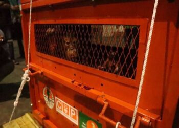 Astuti Terselamatkan dari Perdagangan Liar