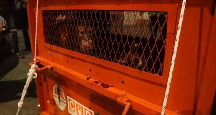 Astuti Terselamatkan dari Perdagangan Liar