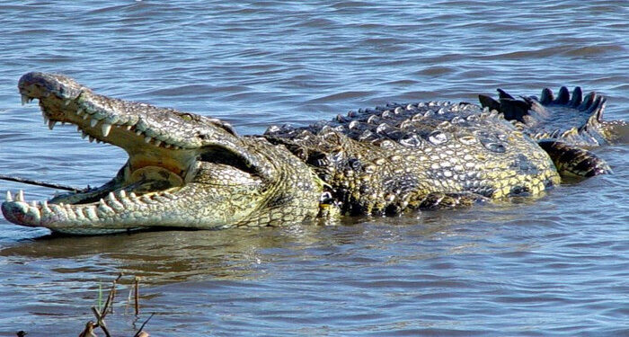 Seorang Remaja di Lampung Tewas Setelah Diterkam dan Diseret Buaya
