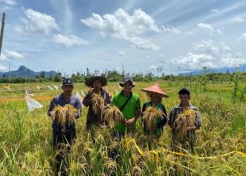 Menjelang Panen Raya Padi di Tanah Air