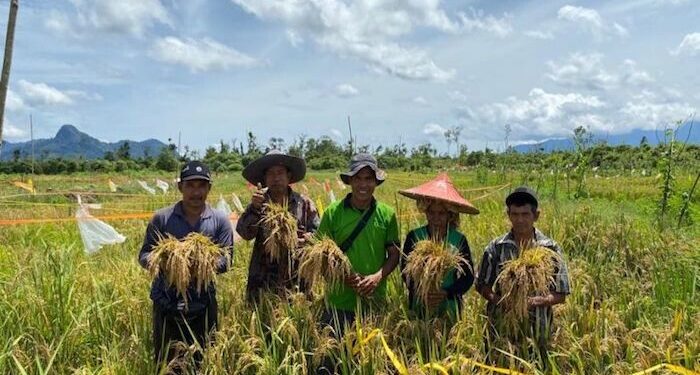 Menjelang Panen Raya Padi di Tanah Air