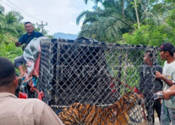 Upaya Mengakhiri Konflik Satwa dan Manusia di Tanah Rencong