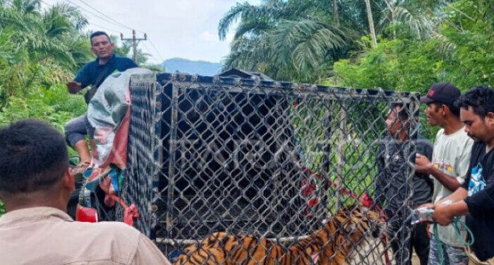 Upaya Mengakhiri Konflik Satwa dan Manusia di Tanah Rencong