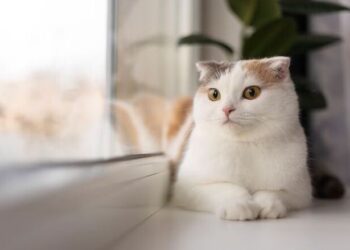 Pentingnya Rutin Periksakan Kesehatan “Anabul” ke Dokter Hewan