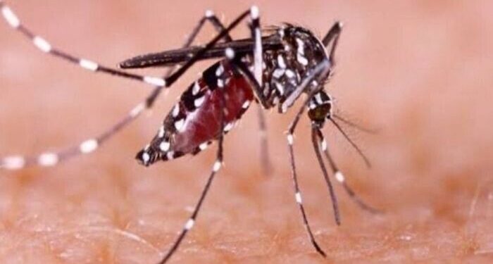 Spesialis Penyakit Dalam Anjurkan Vaksinasi Dewasa Cegah DB