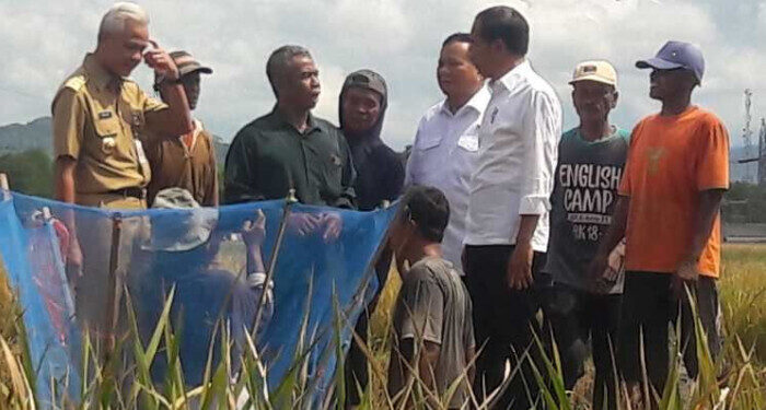 Presiden Minta Harga Beras Wajar