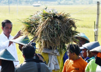 Panen Raya, Impor, dan Harga Beras Wajar