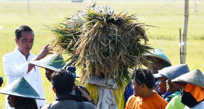 Panen Raya, Impor, dan Harga Beras Wajar
