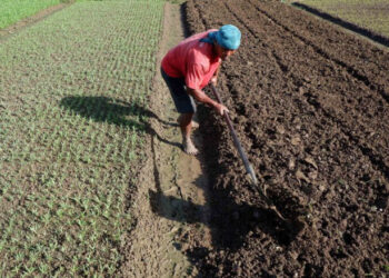 BRIN: Teknologi Jadi Solusi Optimalkan Sektor Pertanian di Indonesia