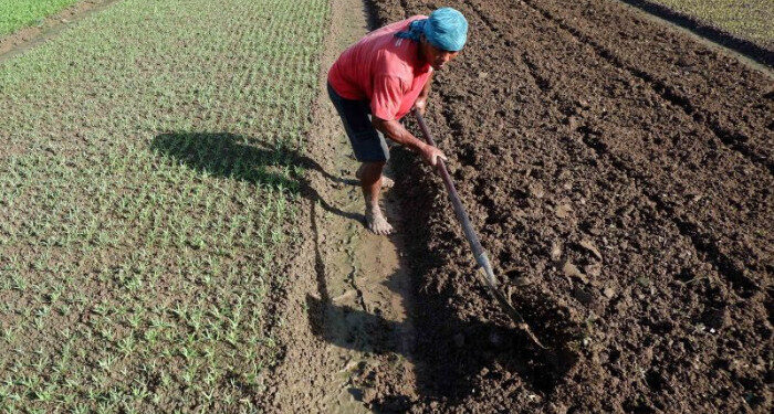 BRIN: Teknologi Jadi Solusi Optimalkan Sektor Pertanian di Indonesia