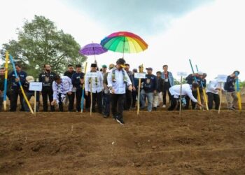 Kementan Antisipasi Krisis Pangan dengan  Budidaya Sorgum