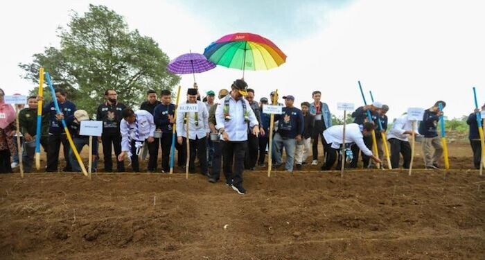 Kementan Antisipasi Krisis Pangan dengan  Budidaya Sorgum