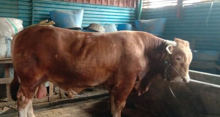 Tempat Pemotongan Hewan Kurban Harus Sediakan Penampungan Limbah