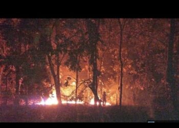 Hutan Jati di Taman Nasional Baluran Situbondo Terbakar