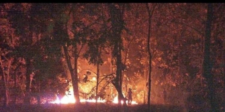 Hutan Jati di Taman Nasional Baluran Situbondo Terbakar