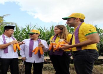 Petani Nusa Tenggara Barat (NTB) Panen Perdana Jagung Bioteknologi, Potensi Peningkatan Pendapatan Hingga 30%