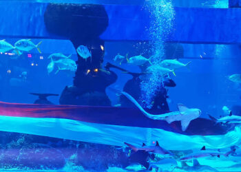 Pengibaran Bendera Merah Putih dan Tarik Tambang dalam Air Meriahkan HUT ke-78 RI di Jakarta Aquarium