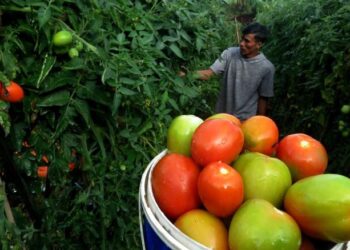Petani memanen tomat di Kelurahan Pattappang, Malino, Kabupaten Gowa, Sulawesi Selatan, Minggu (2/7/2023).