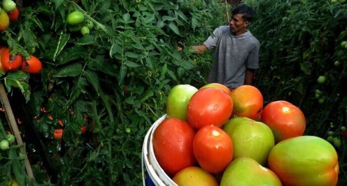 Petani memanen tomat di Kelurahan Pattappang, Malino, Kabupaten Gowa, Sulawesi Selatan, Minggu (2/7/2023).