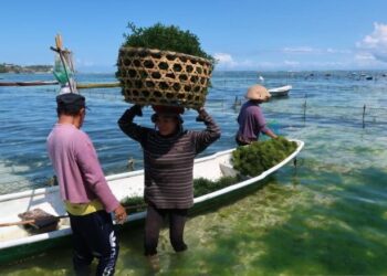 BRIN: Implementasi Teknologi Tingkatkan Ketahanan Pangan