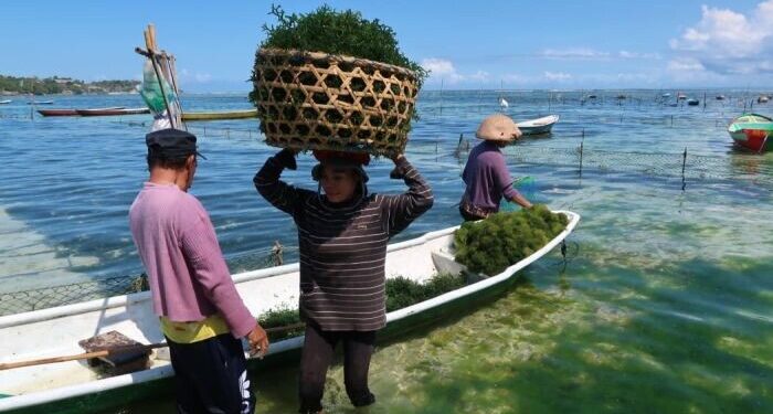 BRIN: Implementasi Teknologi Tingkatkan Ketahanan Pangan