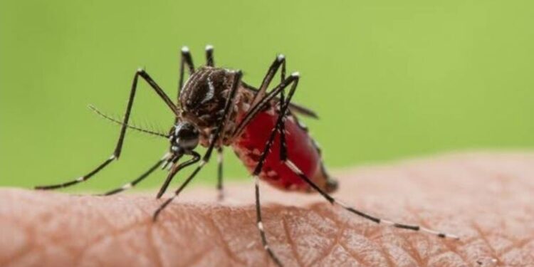 Ahli Sebut Demam Berdarah sebagai Penyakit Toksik dan Berbahaya