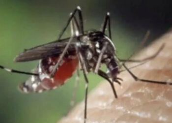 Usia Dewasa Produktif Riskan Terkena Demam Berdarah