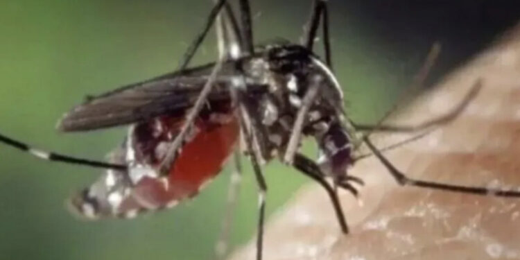 Usia Dewasa Produktif Riskan Terkena Demam Berdarah