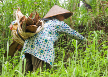 Pemerintah DKI Jakarta Luncurkan BLT Kartu Lansia Jakarta: Ini Syarat dan Cara Pencairannya