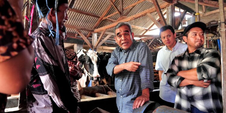 Ketua MPR Ahmad Muzani Dengarkan Keluhan Peternak Sapi Perah di Kota Batu: Harga Susu Rendah dan Pupuk Langka