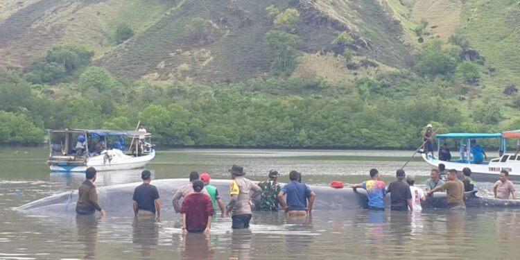 Ikan Paus 15 Meter Terdampar di Perairan Laut NTT