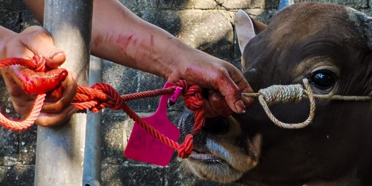 Wabah PMK Merebak: Hewan Ternak Terancam, Apa Langkah Cepat Pemerintah