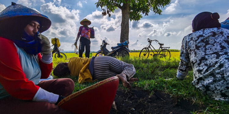 Prabowo Mulai Hapus Utang 67.000 UMKM Pekan Depan