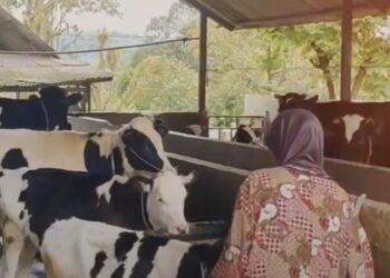 Ketua MPR RI Ahmad Muzani: “Susu Itu Penting, Masa Depan Bangsa Ada di Tangan Sapi Perah