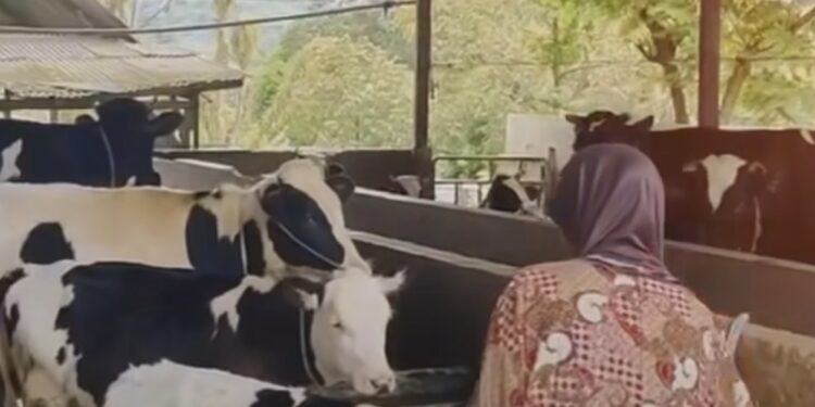 Ketua MPR RI Ahmad Muzani: “Susu Itu Penting, Masa Depan Bangsa Ada di Tangan Sapi Perah