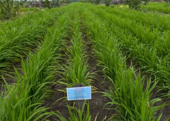Progres Program Tanam Padi PTPN, Tumbuh Subur dan Potensi Tambah Pendapatan Petani Sawit