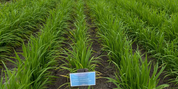 Progres Program Tanam Padi PTPN, Tumbuh Subur dan Potensi Tambah Pendapatan Petani Sawit