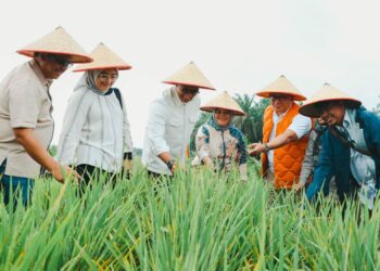 Kemenko Pangan Proyeksi Padi di Areal PSR PTPN Siak Hasilkan 50 Ton Gabah Sekali Panen