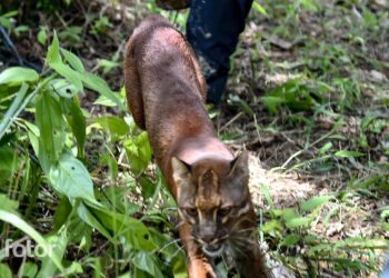 Menteri Kehutanan Lepas Liarkan Sepasang Kucing Emas di Taman Nasional Gunung Leuser