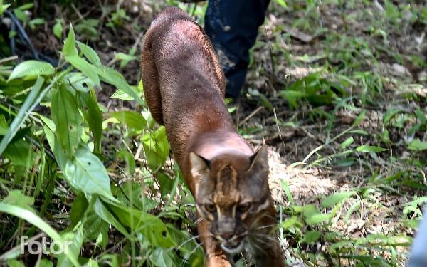 Menteri Kehutanan Lepas Liarkan Sepasang Kucing Emas di Taman Nasional Gunung Leuser
