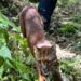 Menteri Kehutanan Lepas Liarkan Sepasang Kucing Emas di Taman Nasional Gunung Leuser