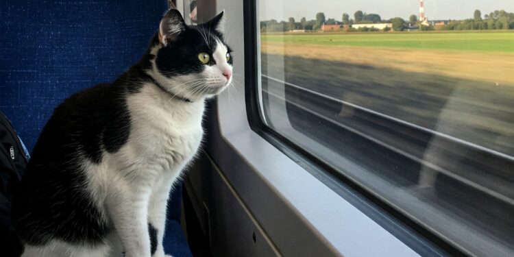 5.492 Hewan Peliharaan Dikirim Pakai Kereta Selama Lebaran! Kucing Jadi Raja Pengiriman