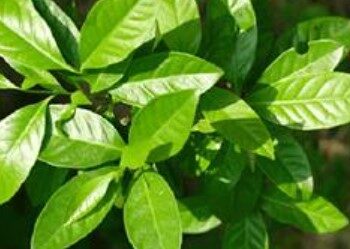 Dunia Berebut Daun Salam RI, Jepang Sampai Belanda Ikut Ngiler