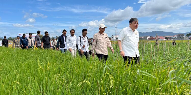 Komisi IV DPR RI Tinjau Potensi Ketahanan Pangan dari Program Sawah Pokok Murah di Sumbar