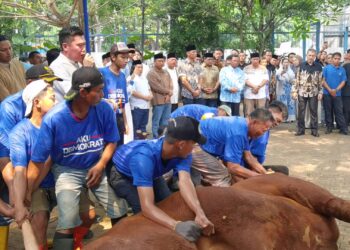 AHY Serahkan Sapi Kurban 1,2 Ton! Demokrat Sembelih 60 Ekor Sapi di Idul Adha 2025