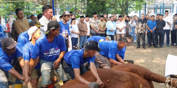 AHY Serahkan Sapi Kurban 1,2 Ton! Demokrat Sembelih 60 Ekor Sapi di Idul Adha 2025