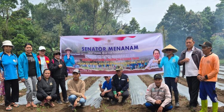Senator SBANL Turun Sawah! Aksi Heroik Tanam Rica Demi Negeri yang Hijau dan Perut Kenyang